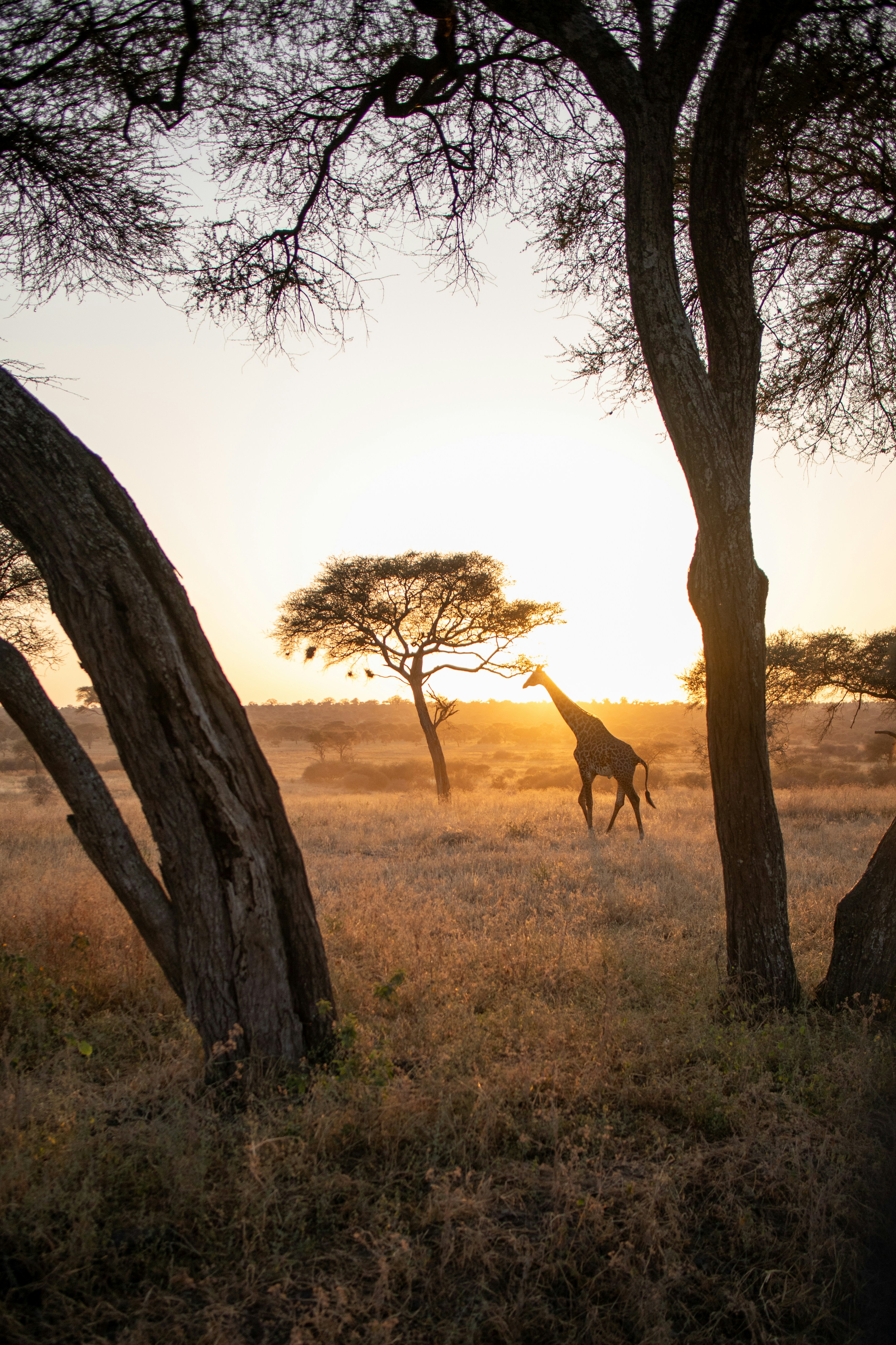 Africa - Safari — 2