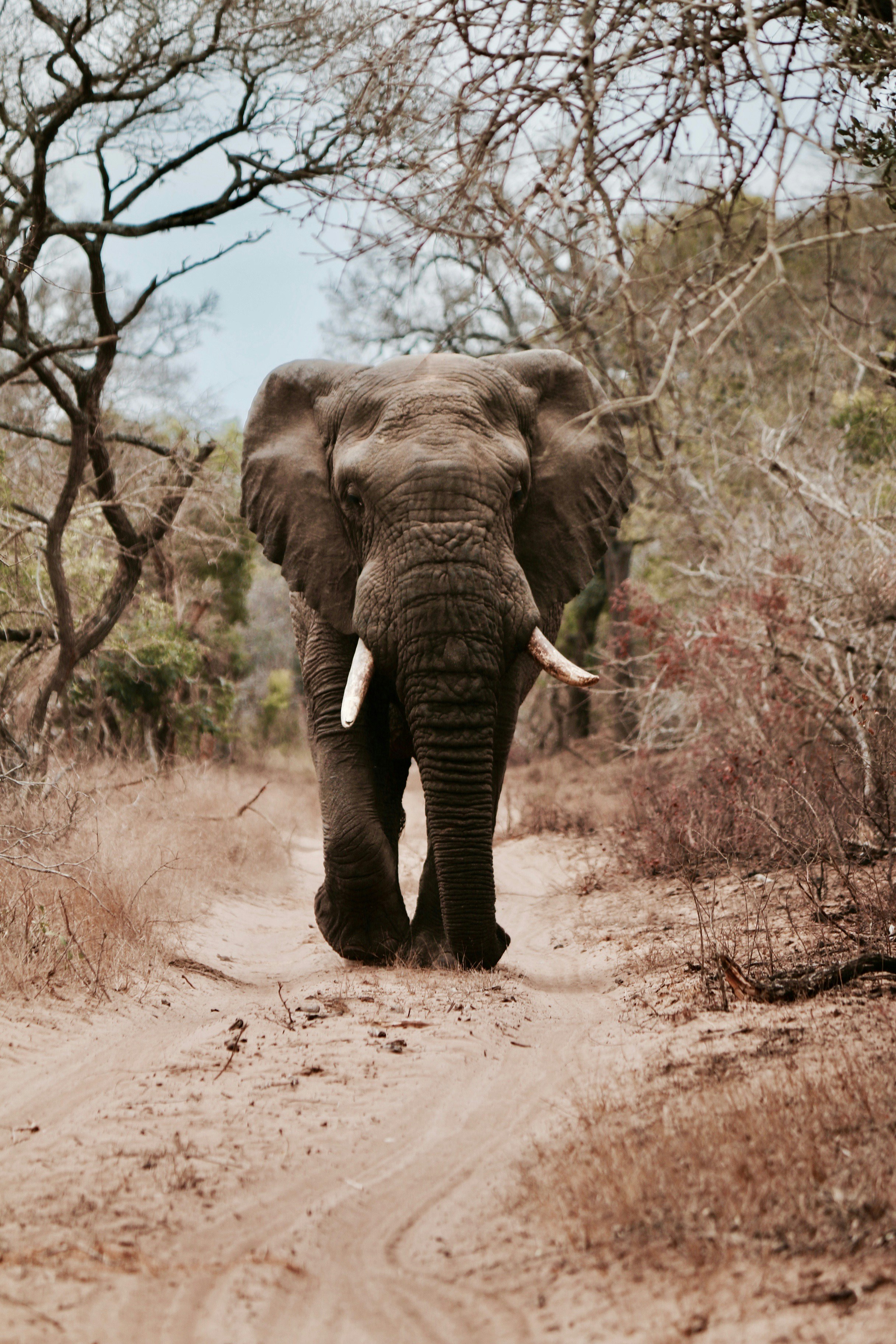 Africa - Safari — 4